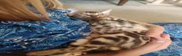 Bengal cats for sale: The last kitten: affectionate Bengal boy ❤️ - Advert 11