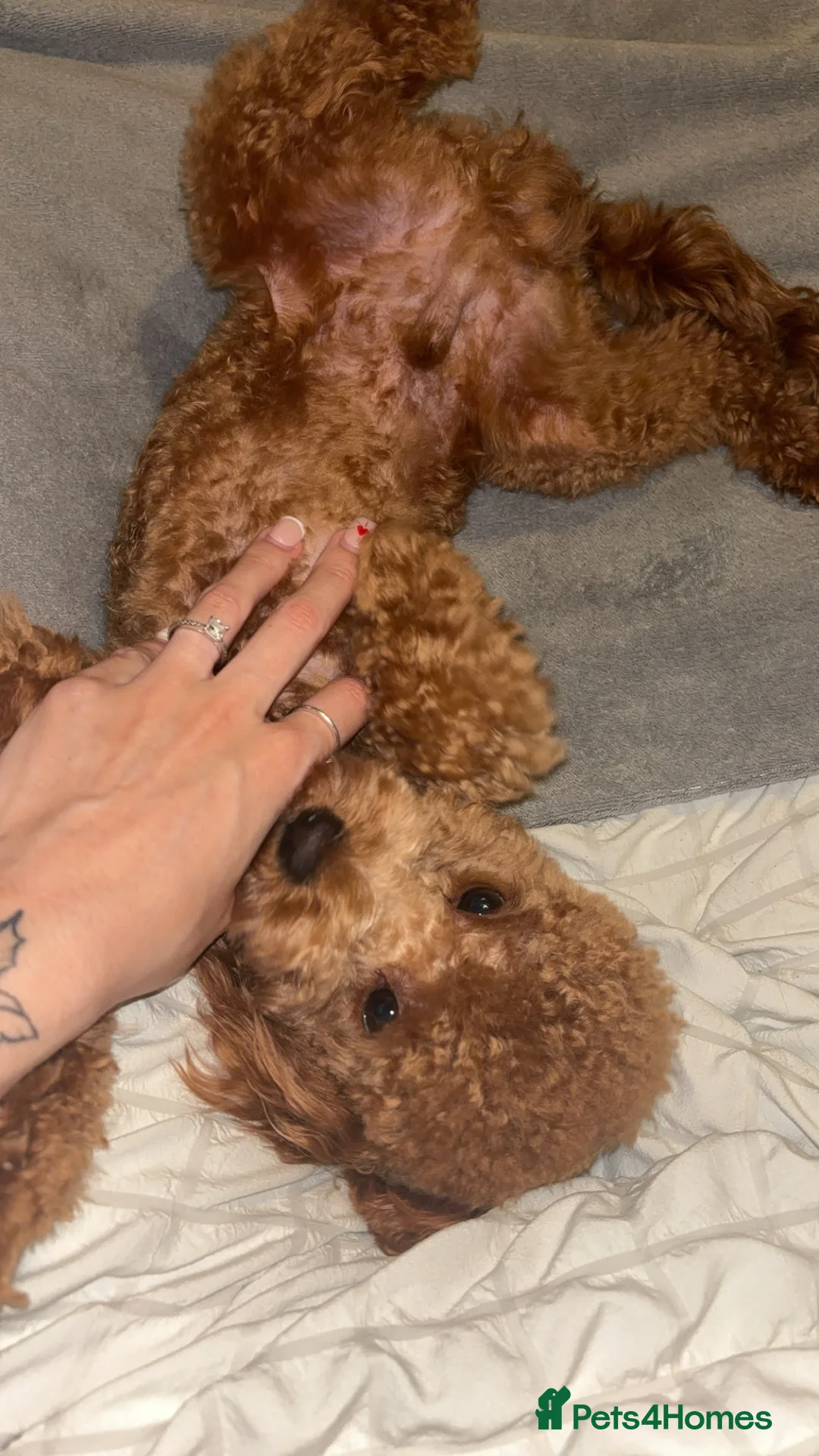 Cavapoo dogs for sale: 🐾 Beautiful Male Cavapoo F1B 🐾 in Barnsley - Advert 2
