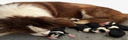 Border Collie dogs for sale: ISDS registered pups from amazing lines - Advert 8
