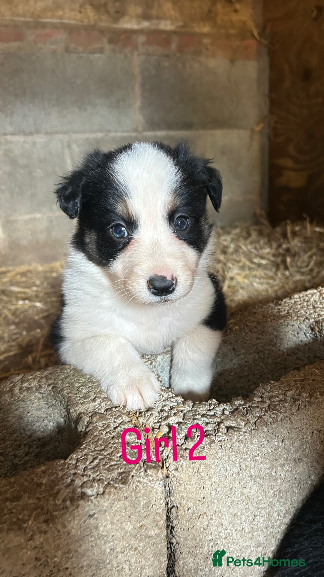 Border Collie dogs for sale: Beautiful border collie puppies for sale  - Image 11