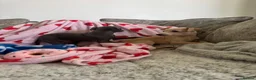 Italian Greyhound dogs for sale: KC Italian greyhound puppies 🏡 ready now - Advert 26