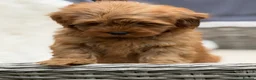 Mixed Breed dogs for sale: Exquisite litter of CAVAPOOCHONS ready now  - Advert 16