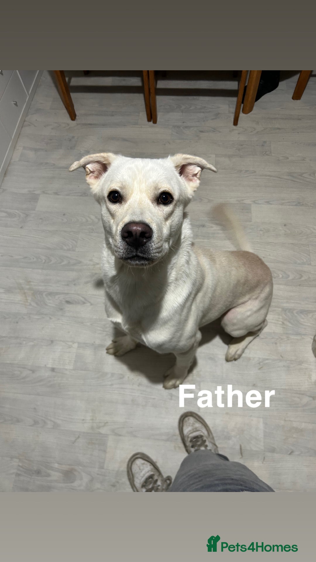 Mixed Breed dogs for sale: Mixed breed cane corso/Akita - Advert 2