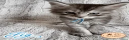 Maine Coon cats for sale: 🌿 THE HERITAGE COLLECTION 🌿 - Advert 23