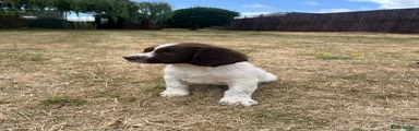 English Springer Spaniel 1
