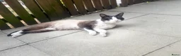 Mixed Breed cats for sale: Beautiful kittens - Advert 3