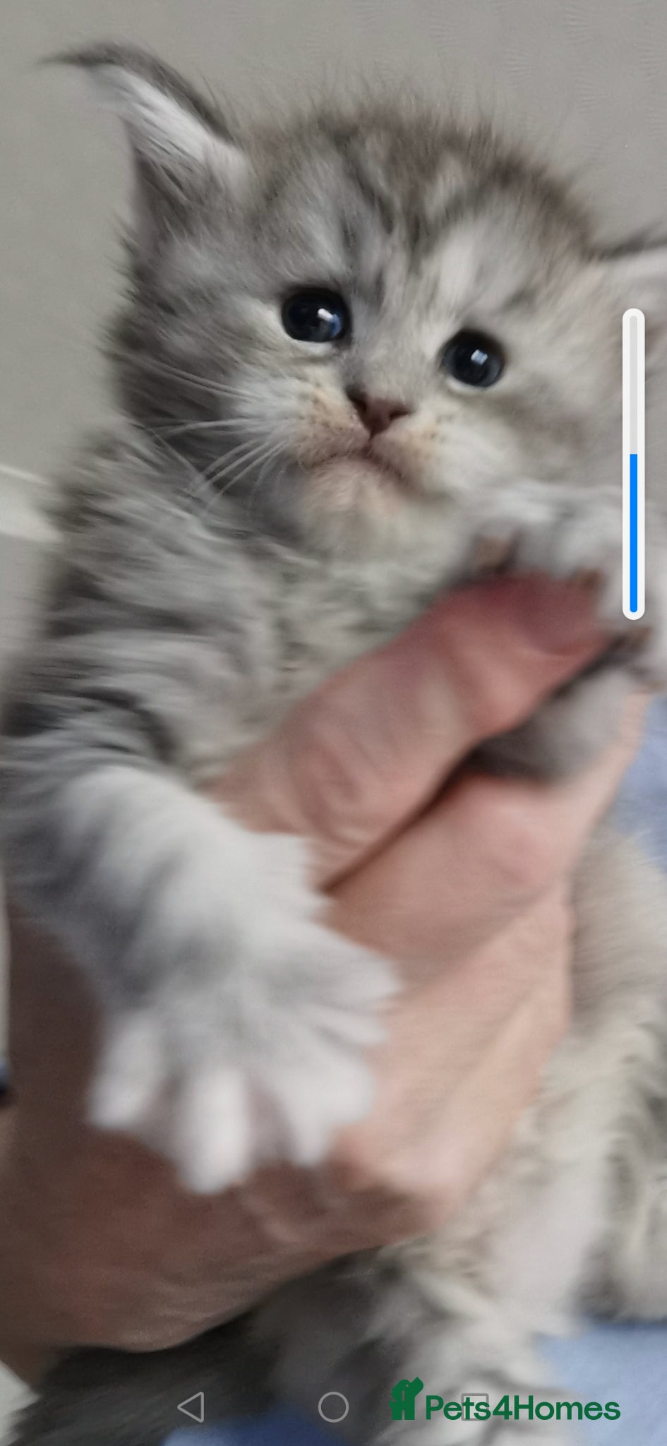 Maine Coon cats Chunky Maine Coon kittens available for sale  - Advert 15