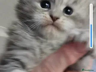 Maine Coon cats Chunky Maine Coon kittens available for sale - Advert 11