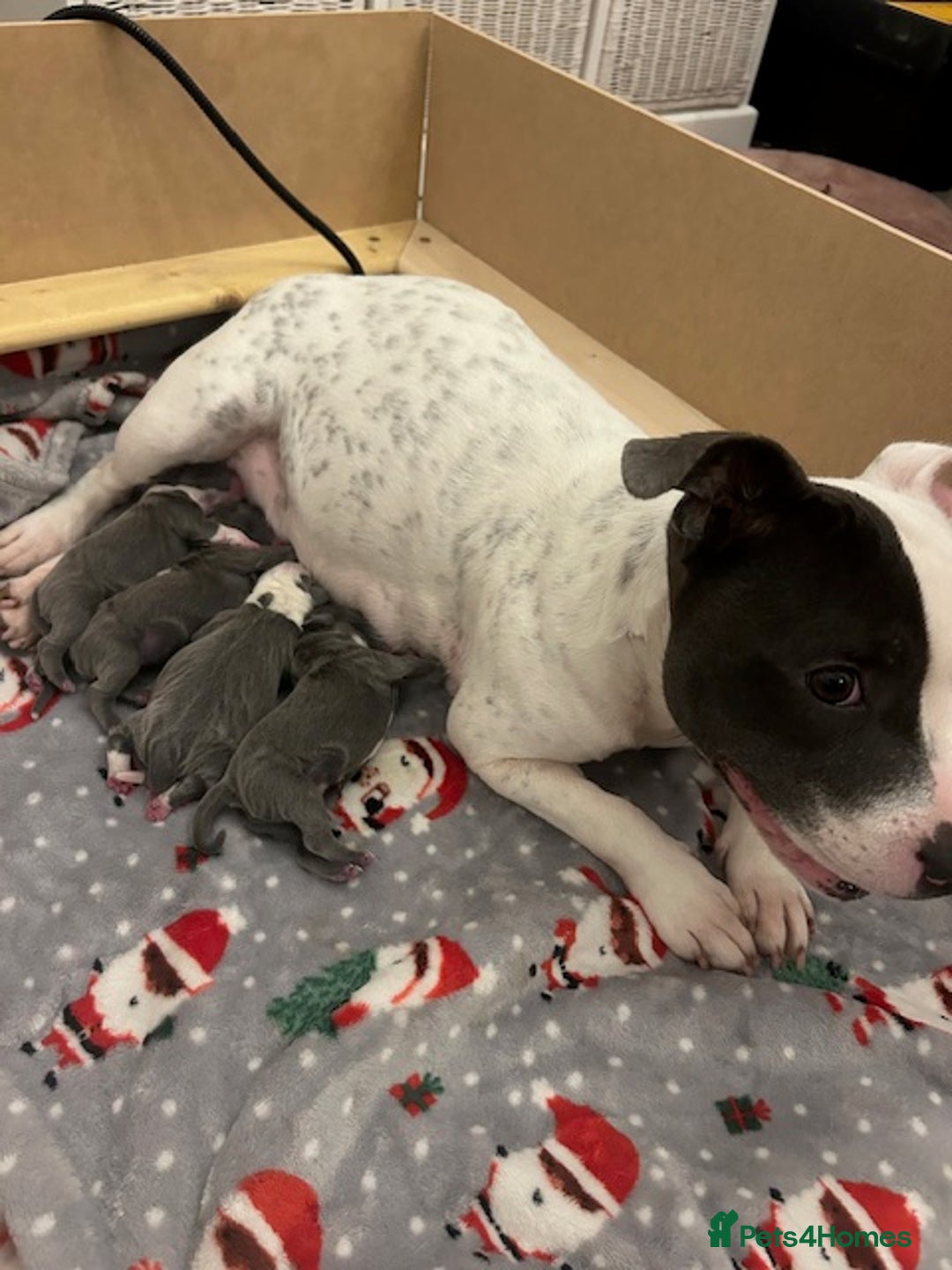 Staffordshire Bull Terrier dogs for sale: 2 beautiful blue/white staffy boys 💙🐾💙 - Advert 15