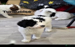 Sheepadoodle dogs for sale: Gorgeous Sheepadoodle litter - Advert 5