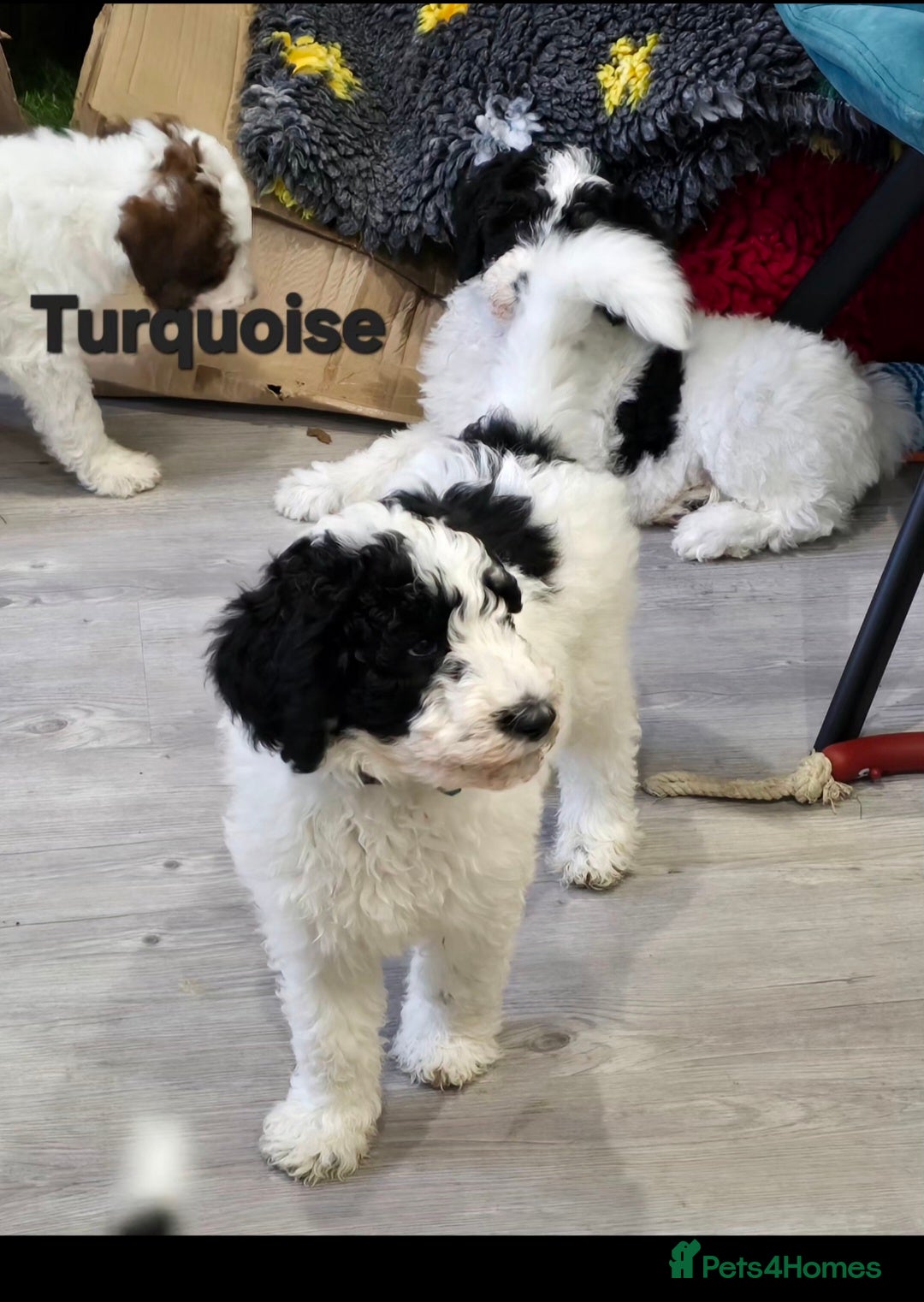 Sheepadoodle dogs for sale: Gorgeous Sheepadoodle litter - Advert 5