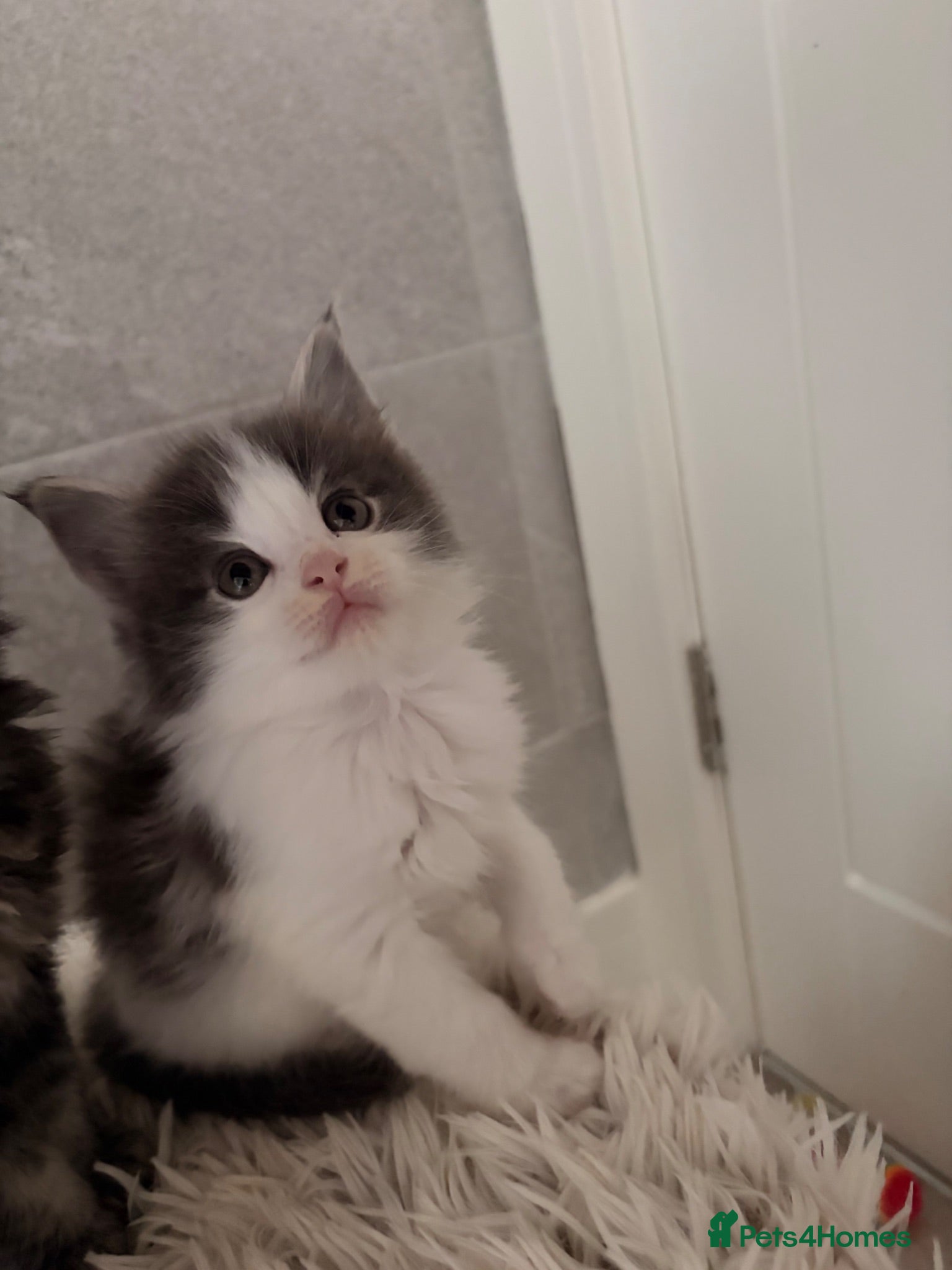Maine Coon cats 1 beautiful Mainecoon kitten available  - Advert 7