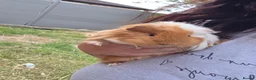 Guinea Pig rodents for sale: 2 Female Guinea Pigs in Newcastle upon Tyne - Advert 3
