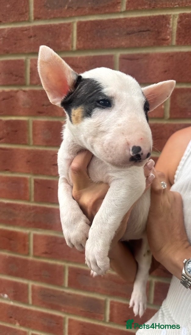 English Bull Terrier dogs ENGLISH BULL TERRIER PUPPYS - Advert 1