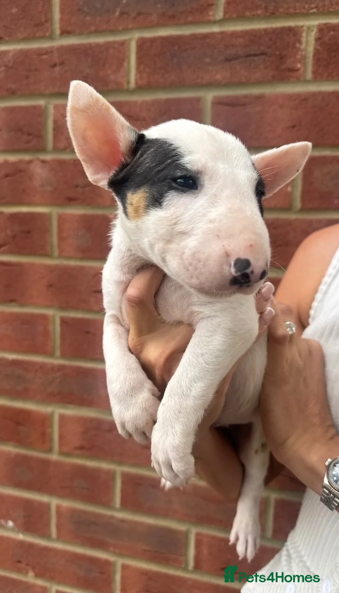 English Bull Terrier dogs for sale: ENGLISH BULL TERRIER PUPPYS - Advert 1