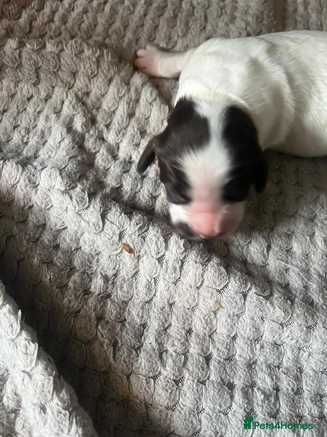 Cocker Spaniel dogs for sale: KC FTCH working cocker spaniel puppy’s  - Image 21
