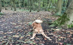 Mixed Breed dogs for sale: 2 yr mixed breed female - Advert 12