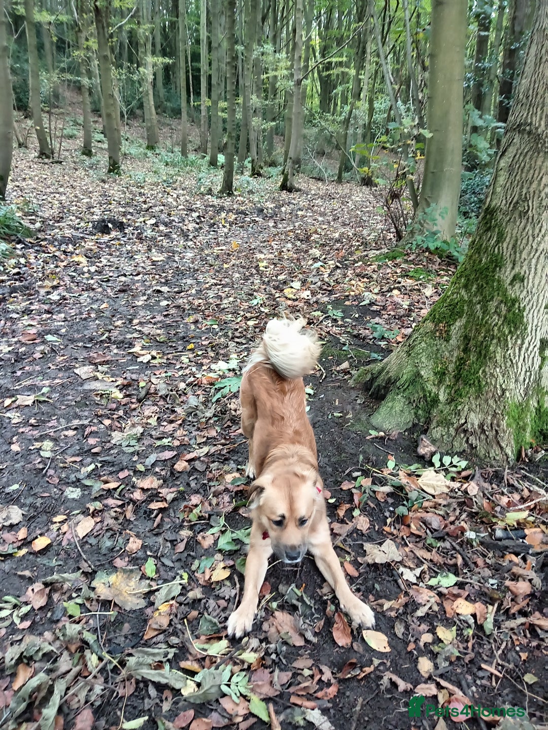 Mixed Breed dogs for sale: 2 yr mixed breed female - Advert 12