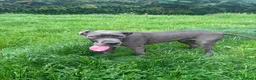 Great Dane dogs for sale: Blue Great Dane Male - Advert 6
