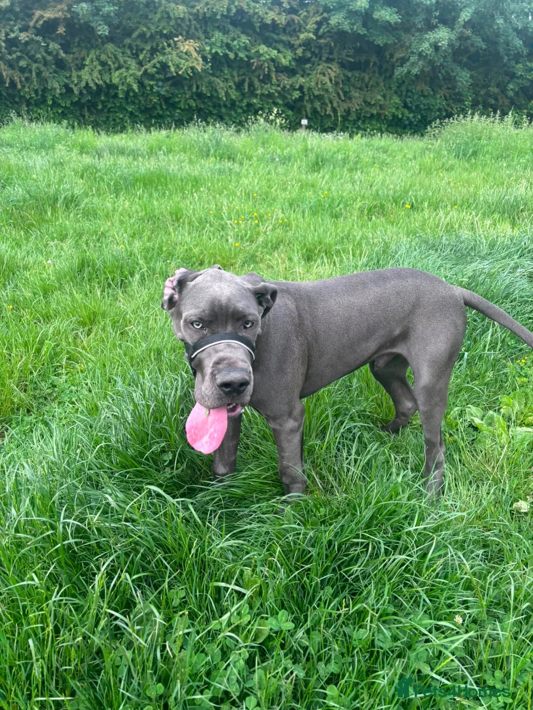 Great Dane dogs for sale: Blue Great Dane Male - Advert 6