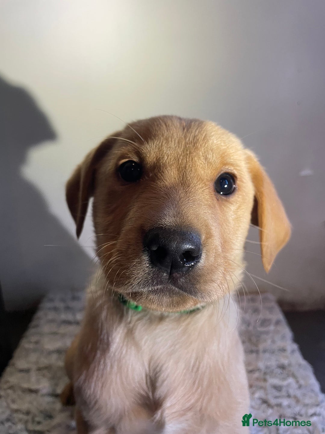 Labrador Retriever dogs for sale: Reduced to 1200 Ready to go now   - Advert 26