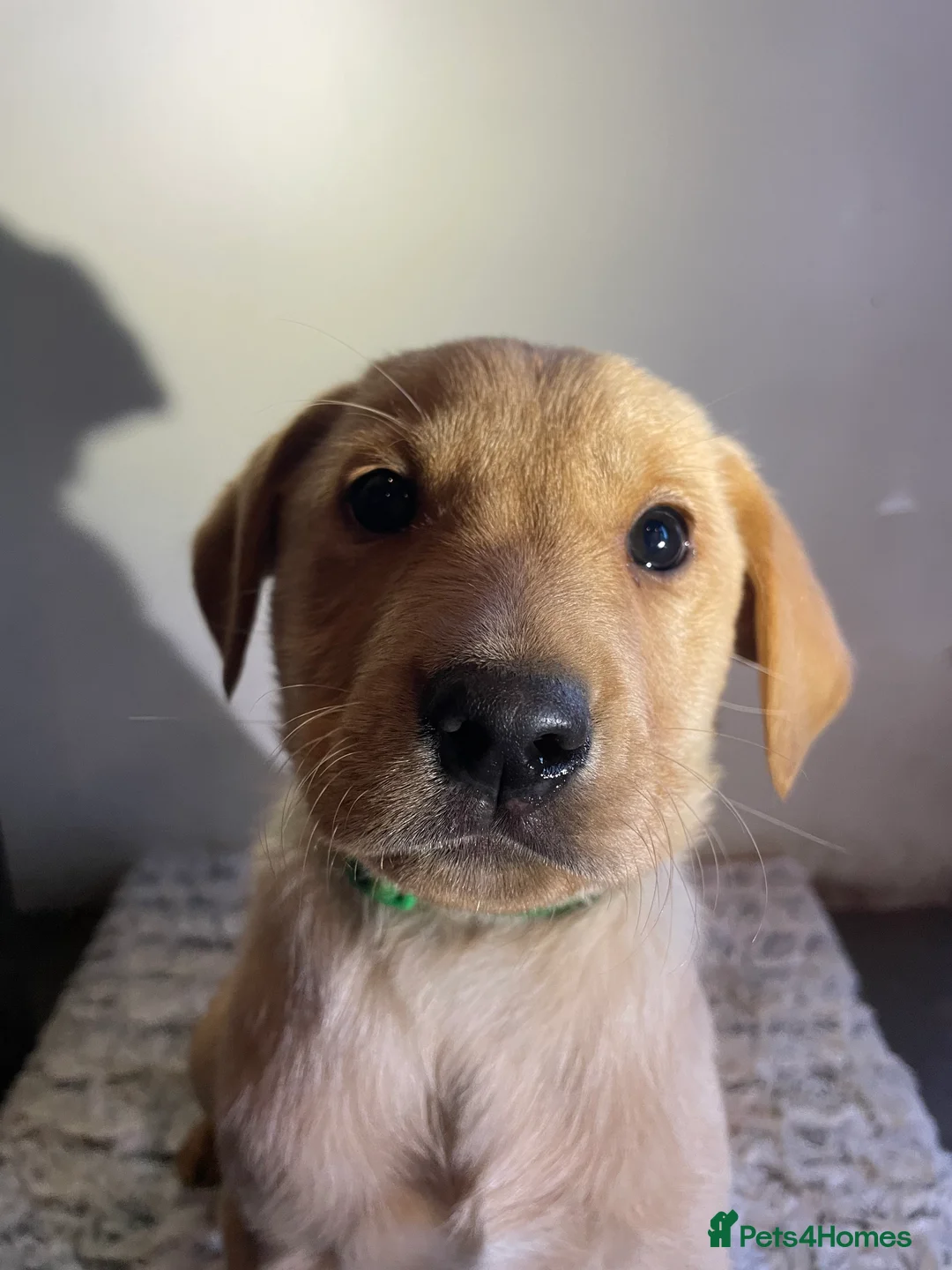 Labrador Retriever dogs for sale: All Reduced to £850 Ready to go now only 1 left - Advert 26