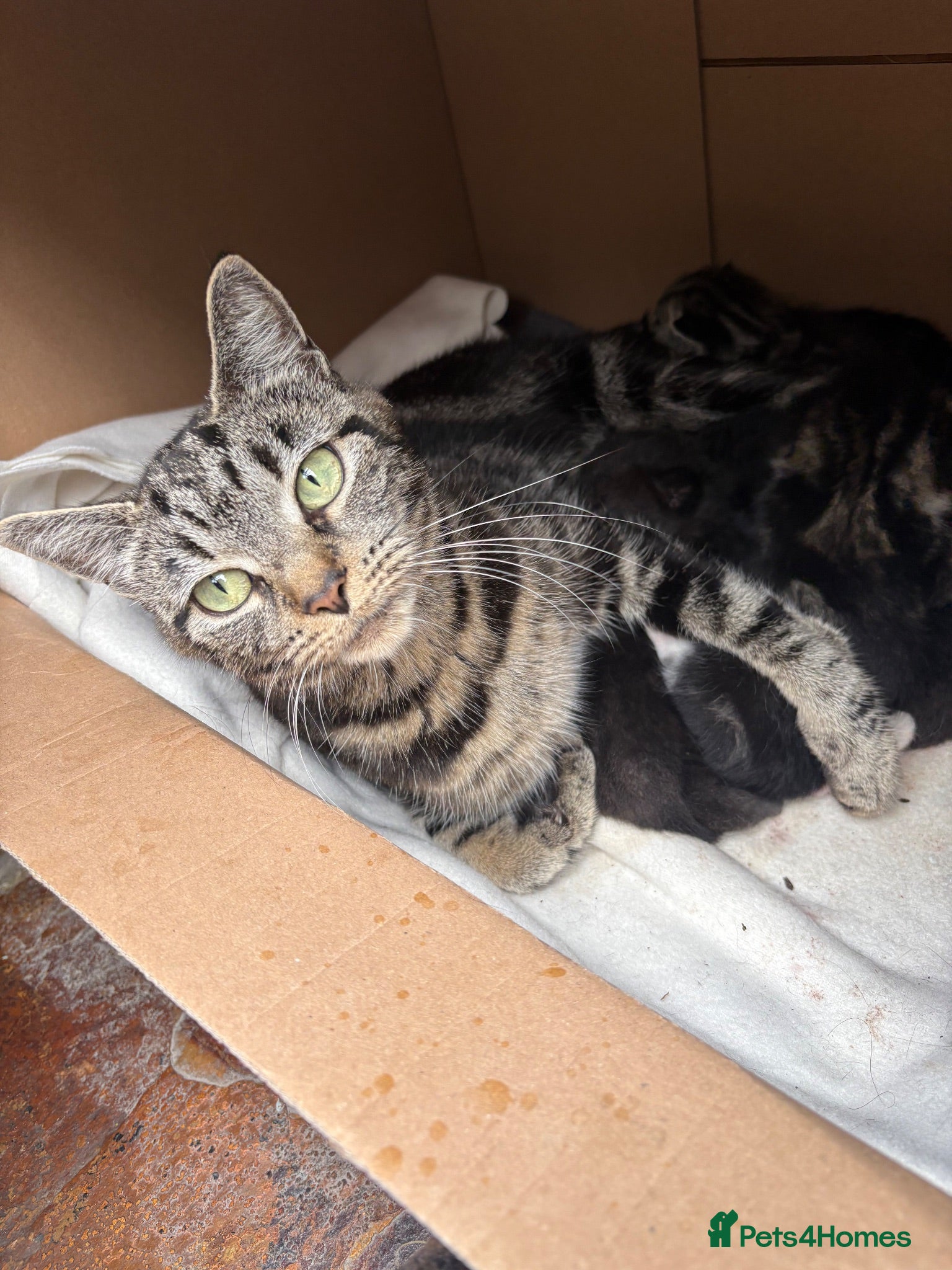 Mixed Breed cats 5 adorable kittens looking for loving homes - Advert 2