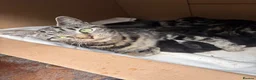 Mixed Breed cats for sale: 5 adorable kittens looking for loving homes - Advert 1