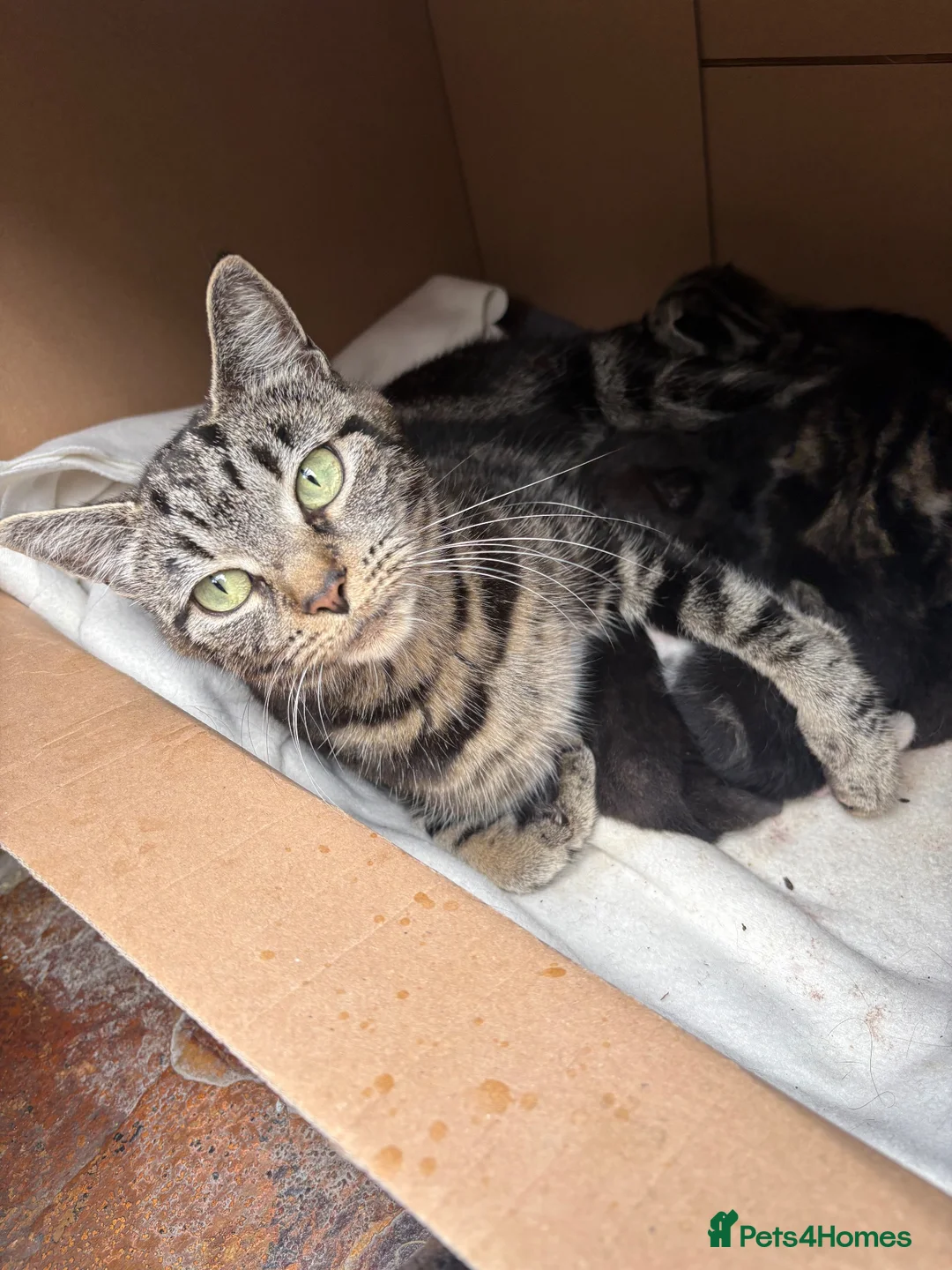 Mixed Breed cats for sale: 5 adorable kittens looking for loving homes - Advert 1