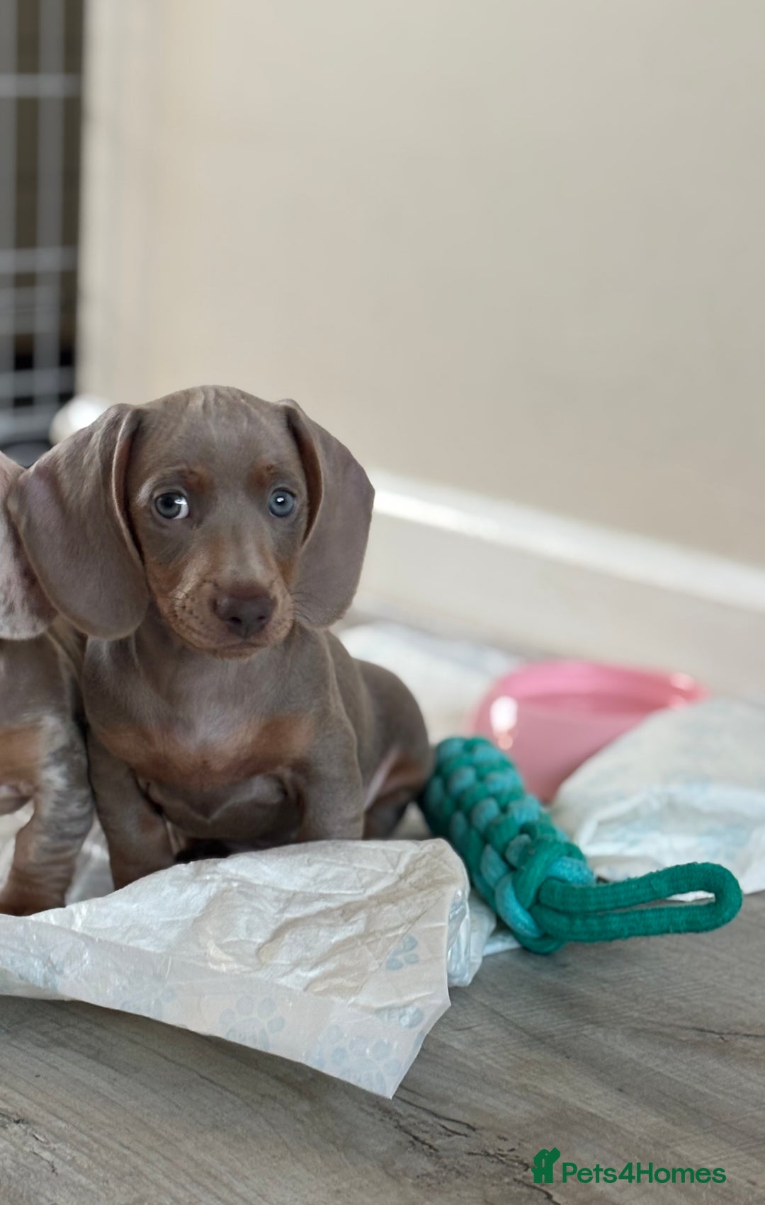 Miniature Dachshund dogs for sale: Miniature dachshunds! - Image 4
