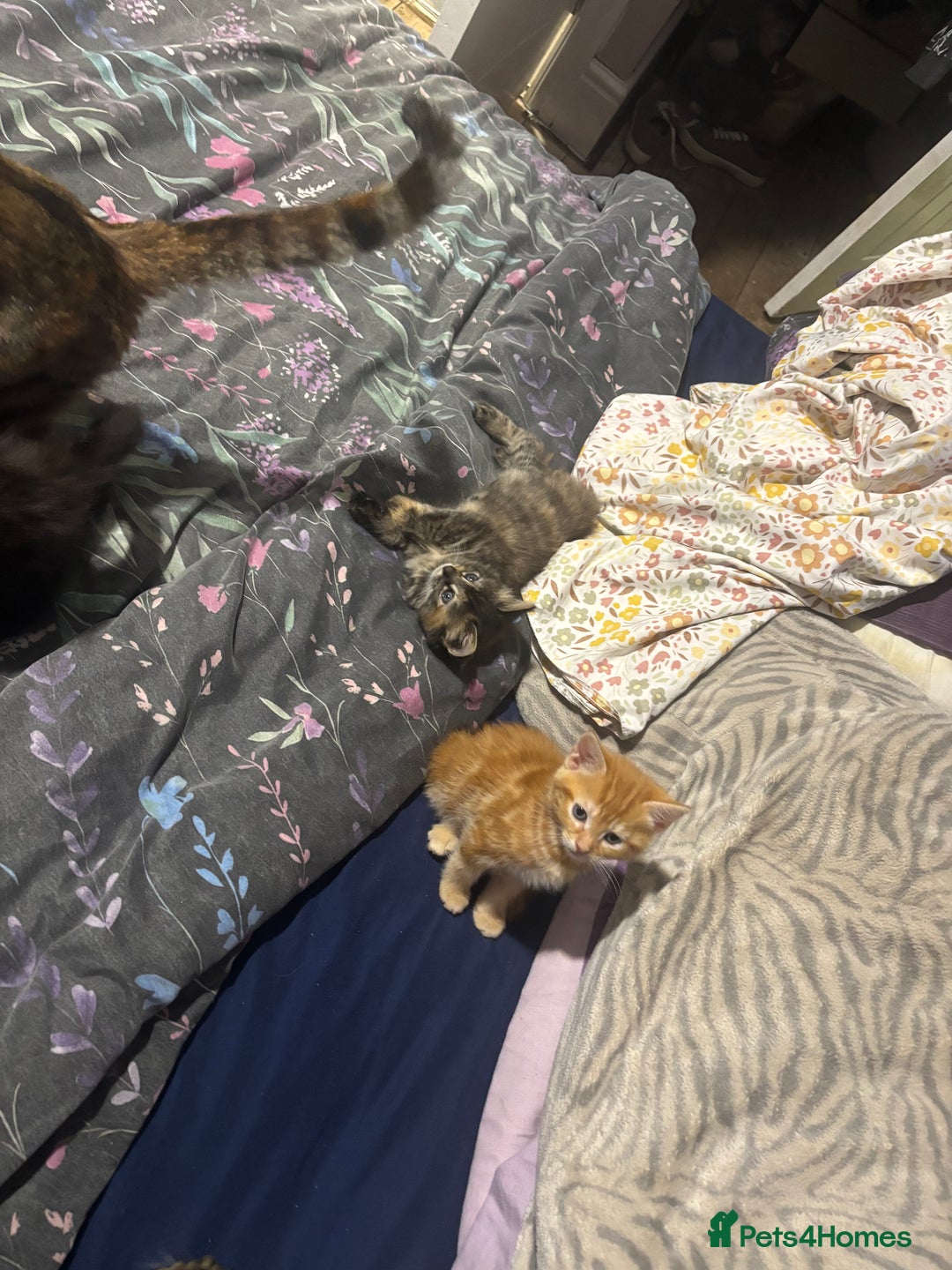 Mixed Breed cats for sale: Gorgeous fluffy kittens ready now - Image 8