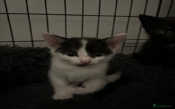 Mixed Breed cats for sale: 5 Kittens - Image 2