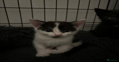 Mixed Breed cats - Advert 2