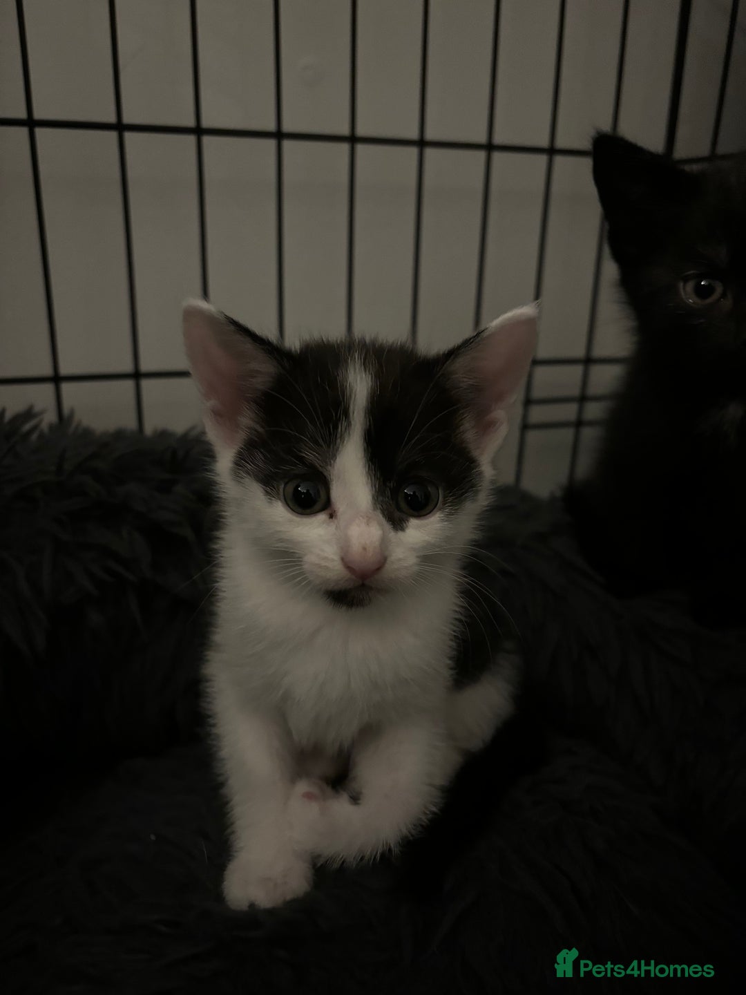 Mixed Breed cats for sale: 5 Kittens - Image 2