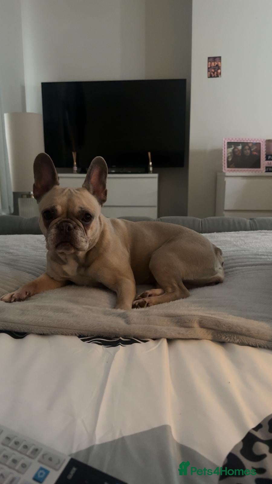 French Bulldog dogs French bulldog - Advert 1