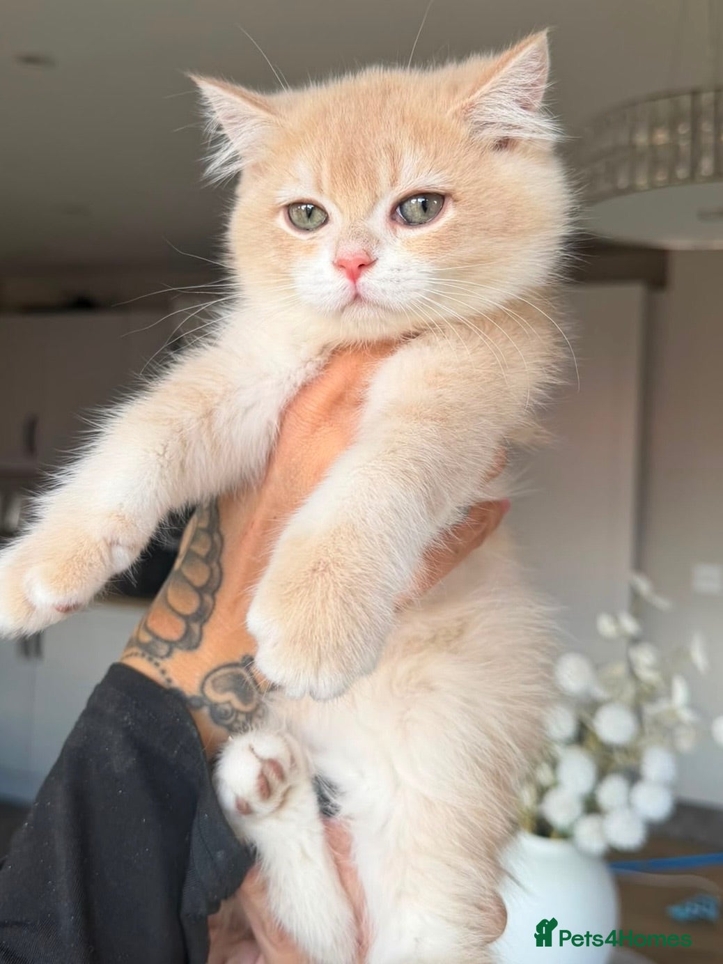 British Shorthair cats REDUCED AND READY NOW Lilac golden boy TICA reg  - Advert 5