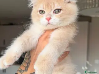 British Shorthair cats REDUCED AND READY NOW Lilac golden boy TICA reg - Advert 5