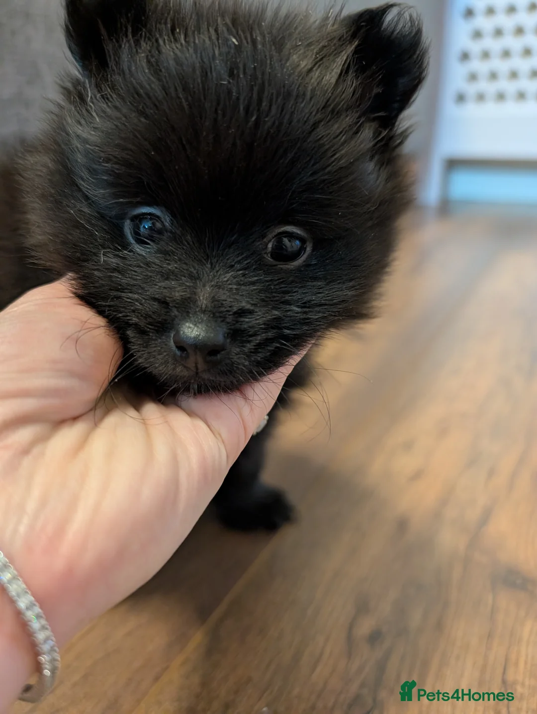 Pomeranian dogs for sale: Miniature Pomeranians - Advert 17