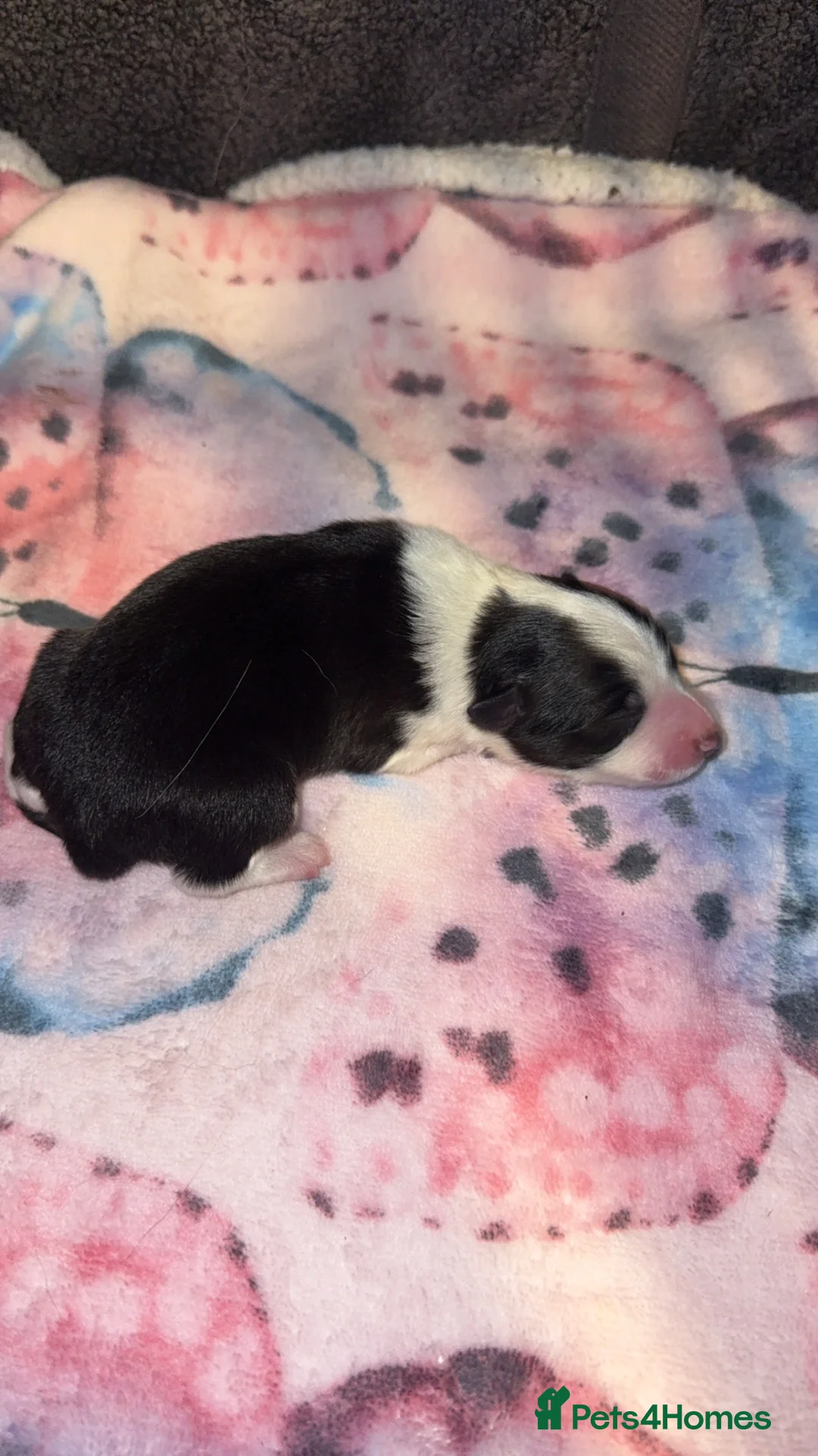 Border Collie dogs for sale: Border Collie Puppies For Sale - Advert 8