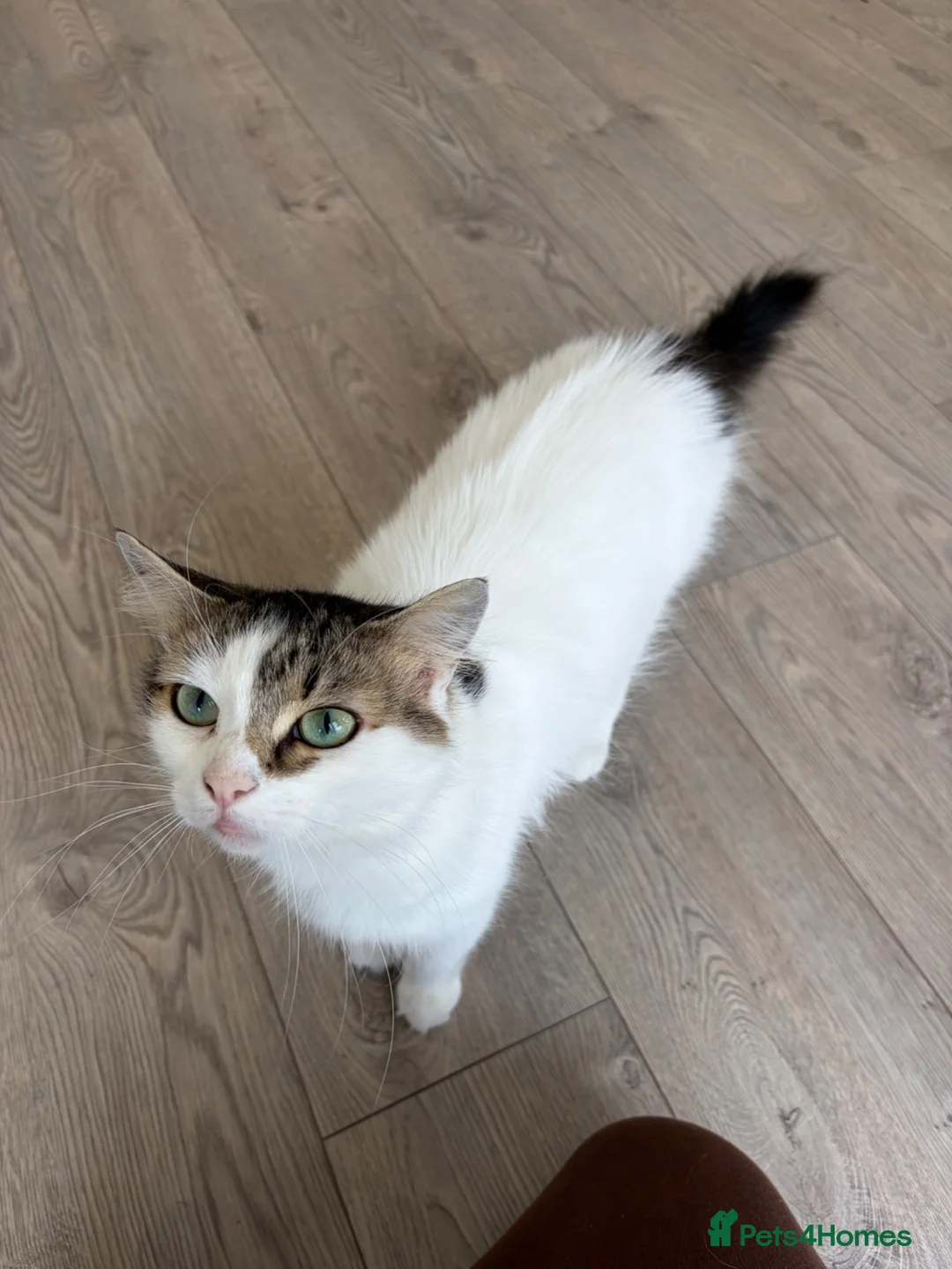 British Shorthair cats for sale: Miss  in Ormskirk - Advert 1