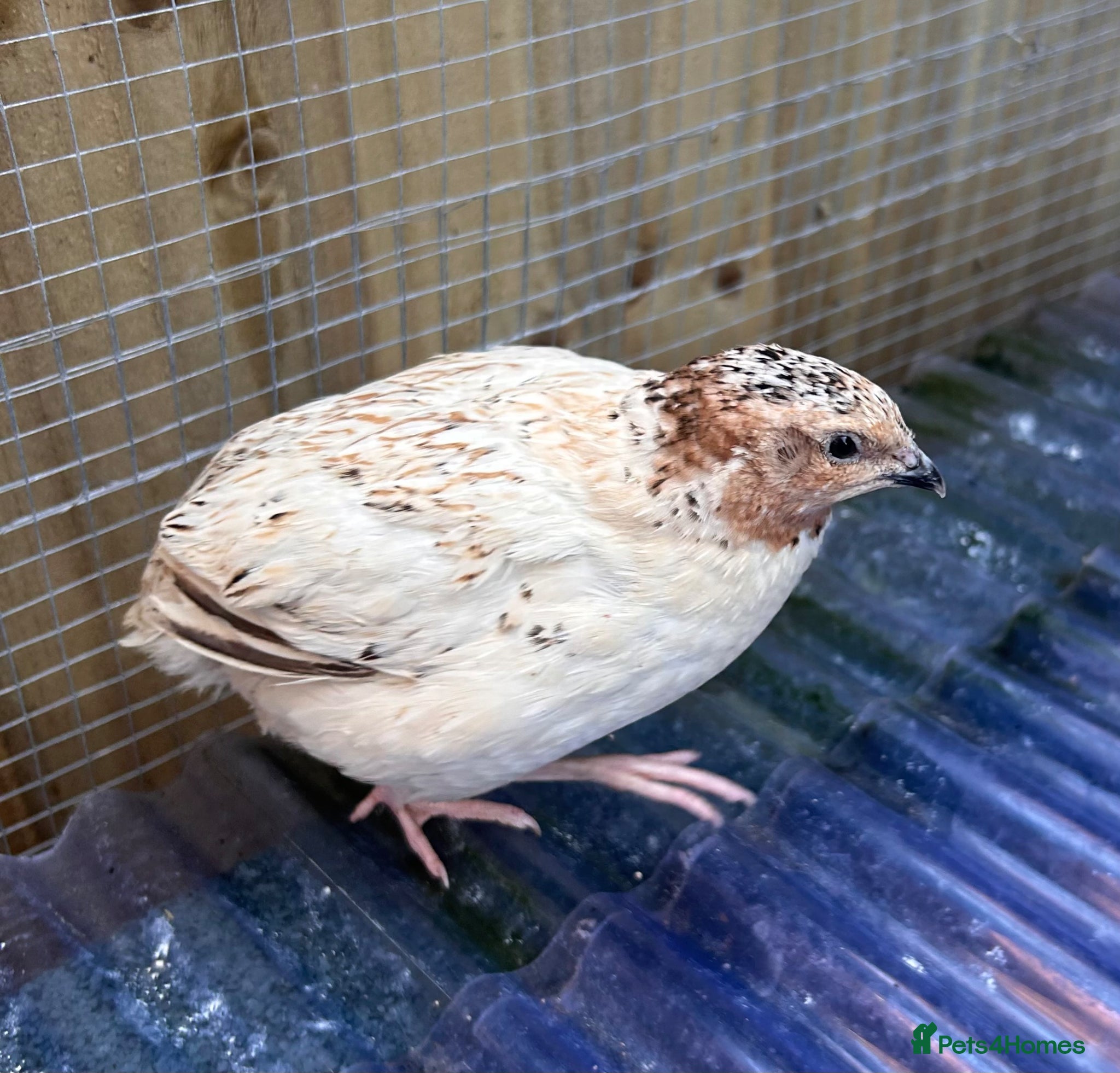 Quail poultry Male Japanese Quail  - Advert 4