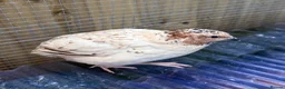 Quail poultry for sale: Male Japanese Quail  - Advert 1