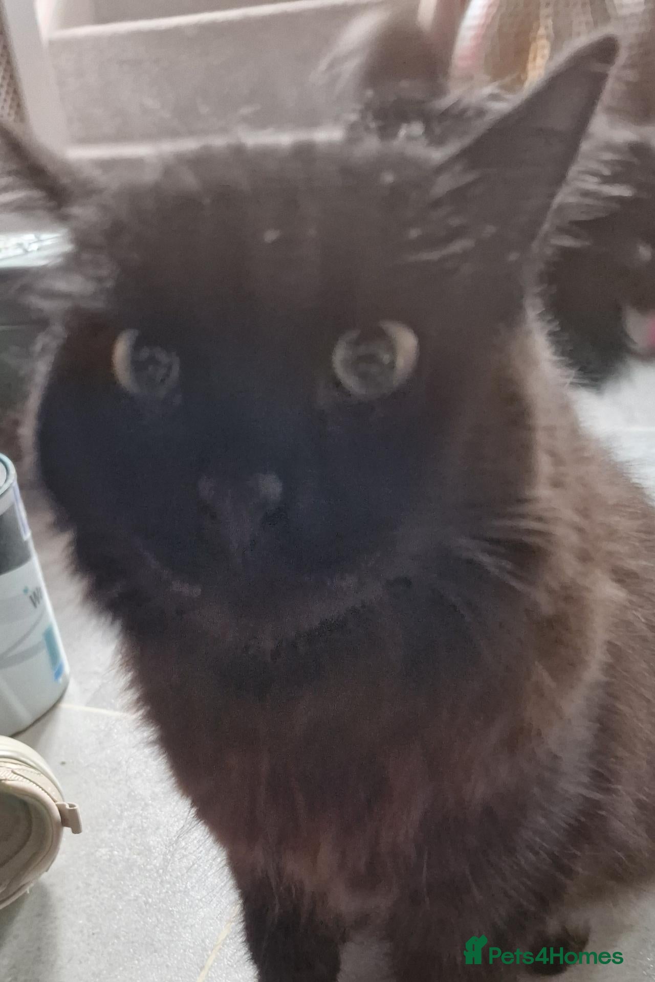 British Longhair cats Beautiful 2 year old British longhair - Advert 1