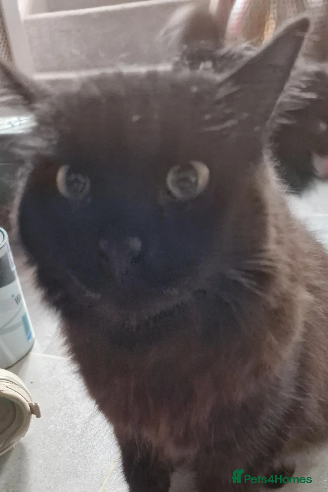British Longhair cats for sale: Beautiful 2 year old British longhair in Telford - Advert 1