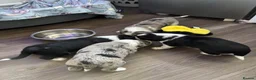 Mixed Breed dogs for sale: Black and White Sprollies 🤍🖤 - Advert 11