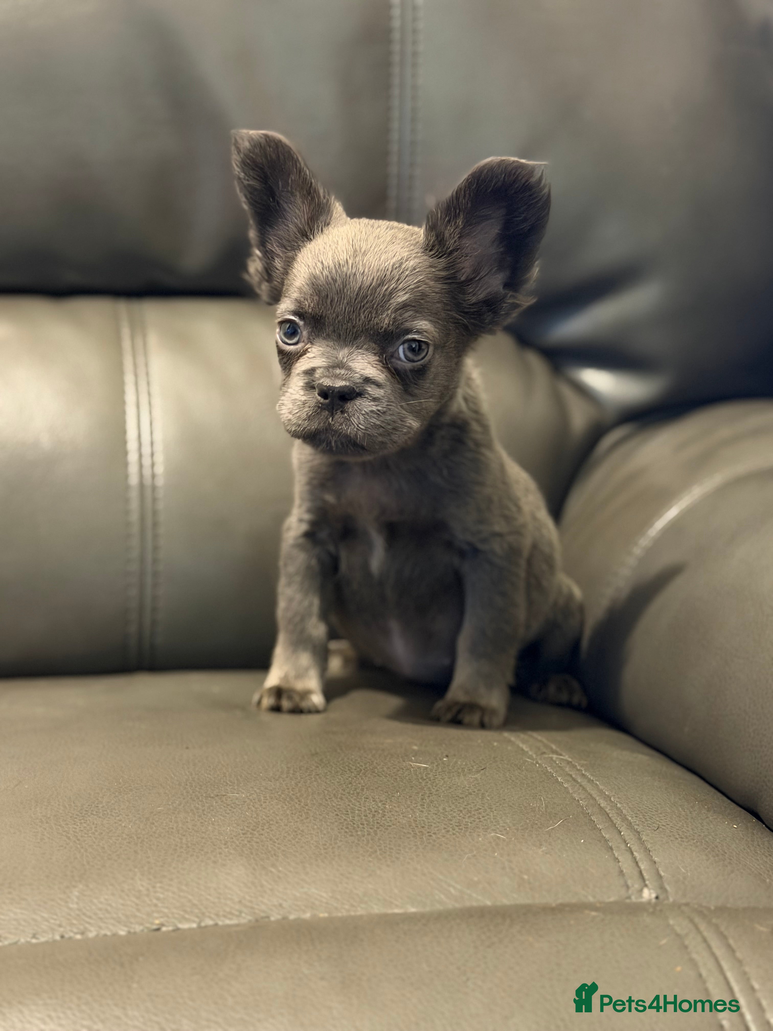 French Bulldog dogs Last 2 pups reduced for their forever home🩵🩵🩵 - Advert 2