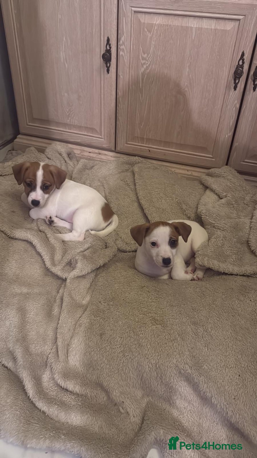 Jack Russell dogs for sale: Ingars - Advert 3