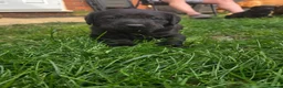 Labrador Retriever dogs for sale: Black KC registered labradors for sale  in Wellingborough - Advert 7