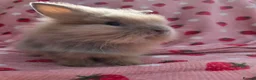 Lionhead rabbits for sale: Fluffy Teddy lion head x Angora ☆8weeks ready now - Advert 4