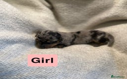 Miniature Dachshund dogs for sale: Stunning litter of miniature dachshund 🐶  - Image 2